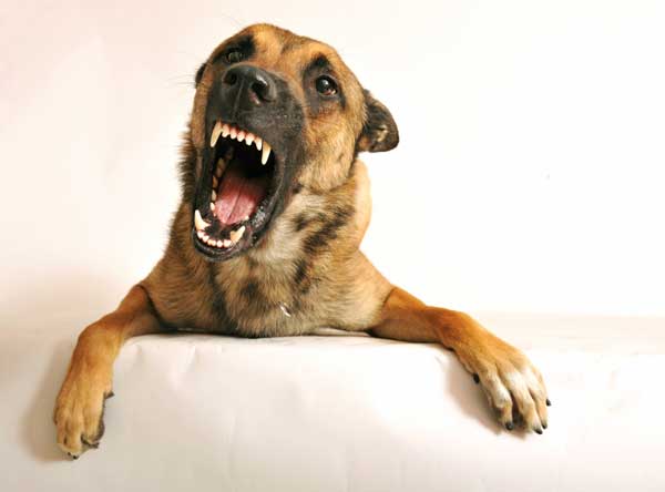 Fettleibiger Hund