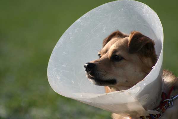 allergischer Hund