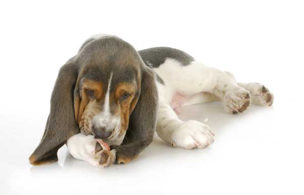 Hund mit Hautreaktionen