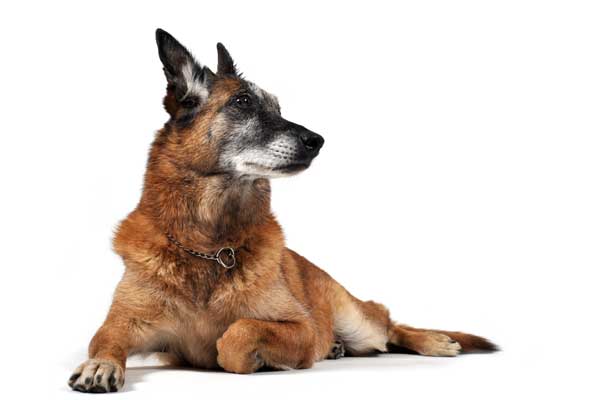 alter Hund