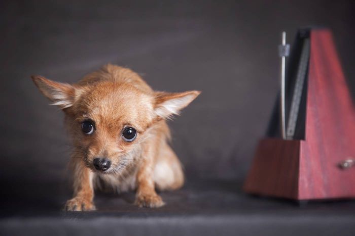 Hund Zittern
