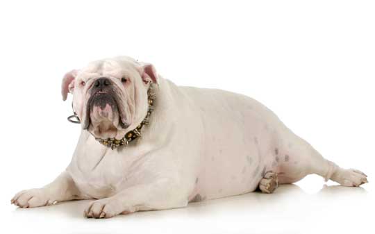 Hund mit Bauchwassersucht