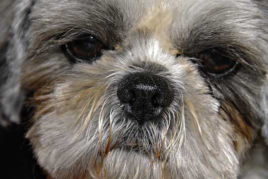 Hund mit Augenausfluss
