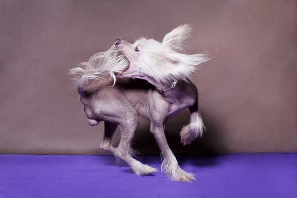 Hund mit Automutilation