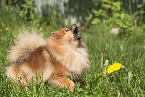 Hund bellt
