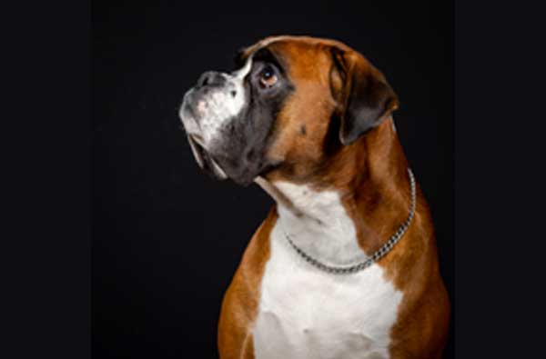 Boxer mit Herzproblemen