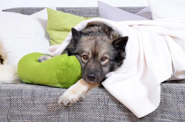 Hund mit Dermatomyositis