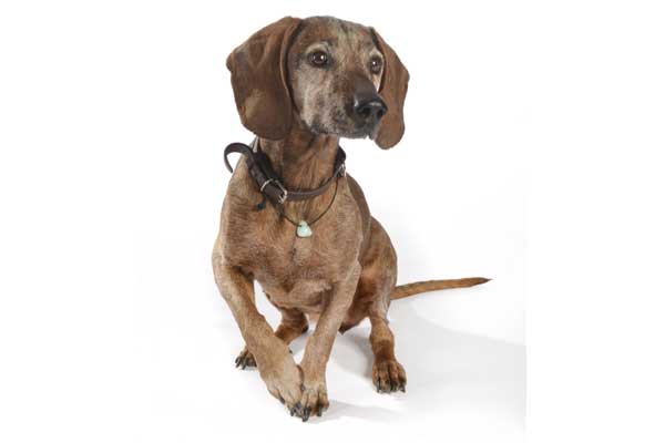 Hund mit Gewichtsverlust 