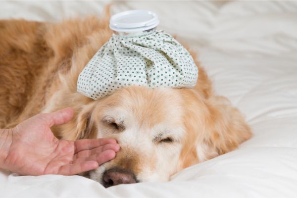 Hund mit Lebervergrößerung