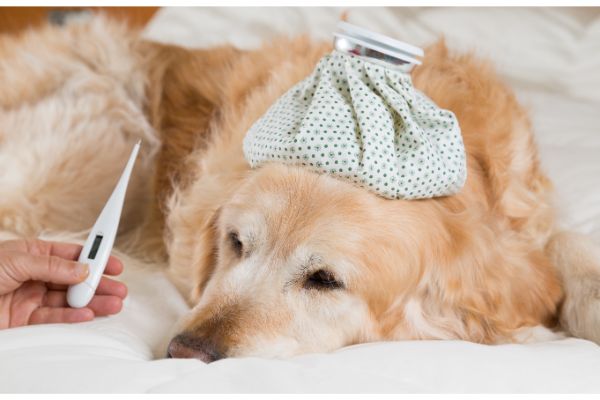 Hund mit Pyometra