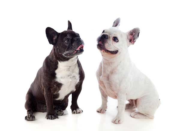 Hund mit Brachycephalem Syndrom