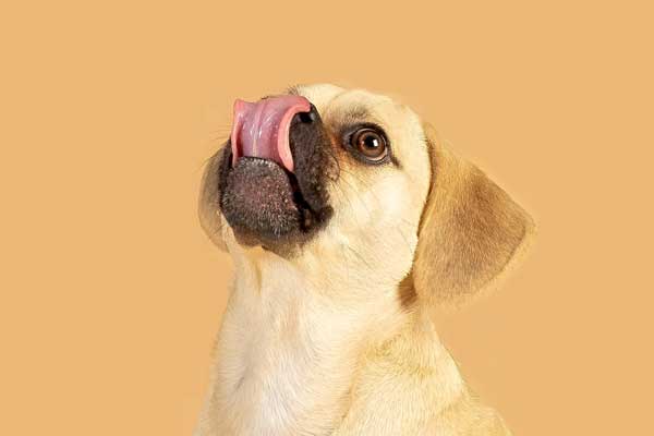 Hund mit Dysphagie 