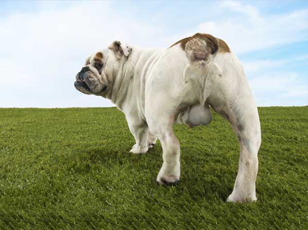 Hund mit Hodenvergrößerung
