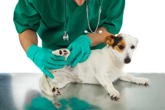 Hund gelähmt