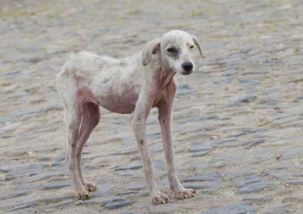 Hund mit Candida Befall 