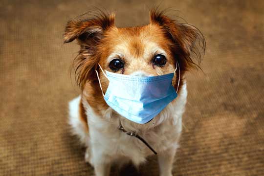 Hund mit Husten
