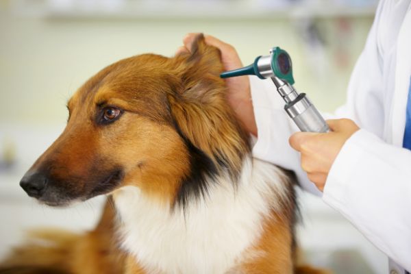 Hund mit Otitis