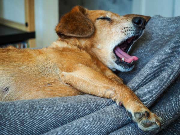 Hund mit Synkope