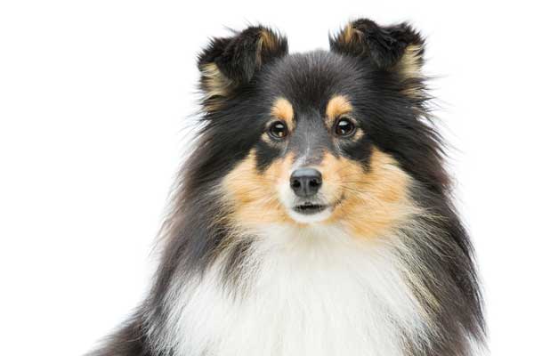 allergischer Hund