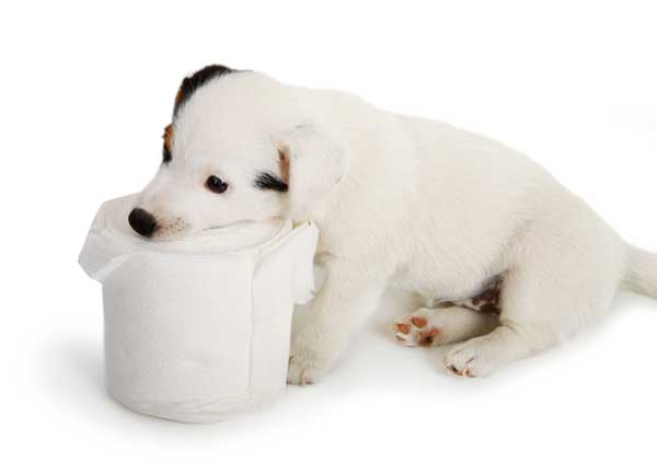 Hund mit Durchfall