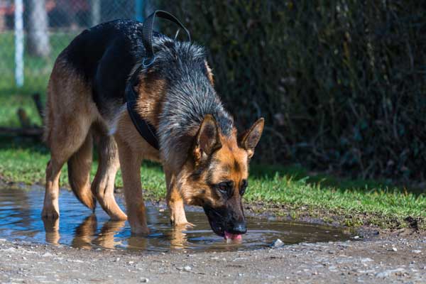 Hund mit Wurmbefall