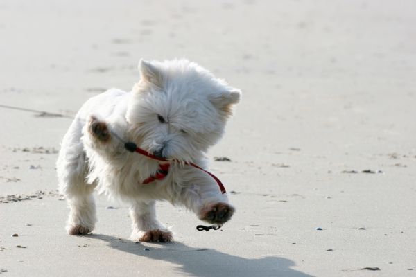 Hund mit Schlafstörungen