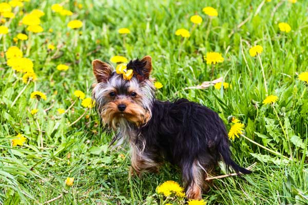 Hund mit Kristalle im Urin