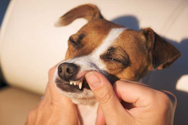 Hund mit Gingivitis