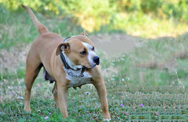Hund zitzen