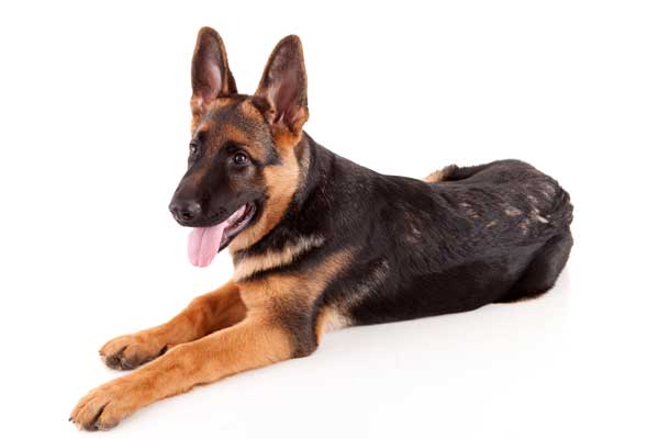 Hund mit Polyphagie