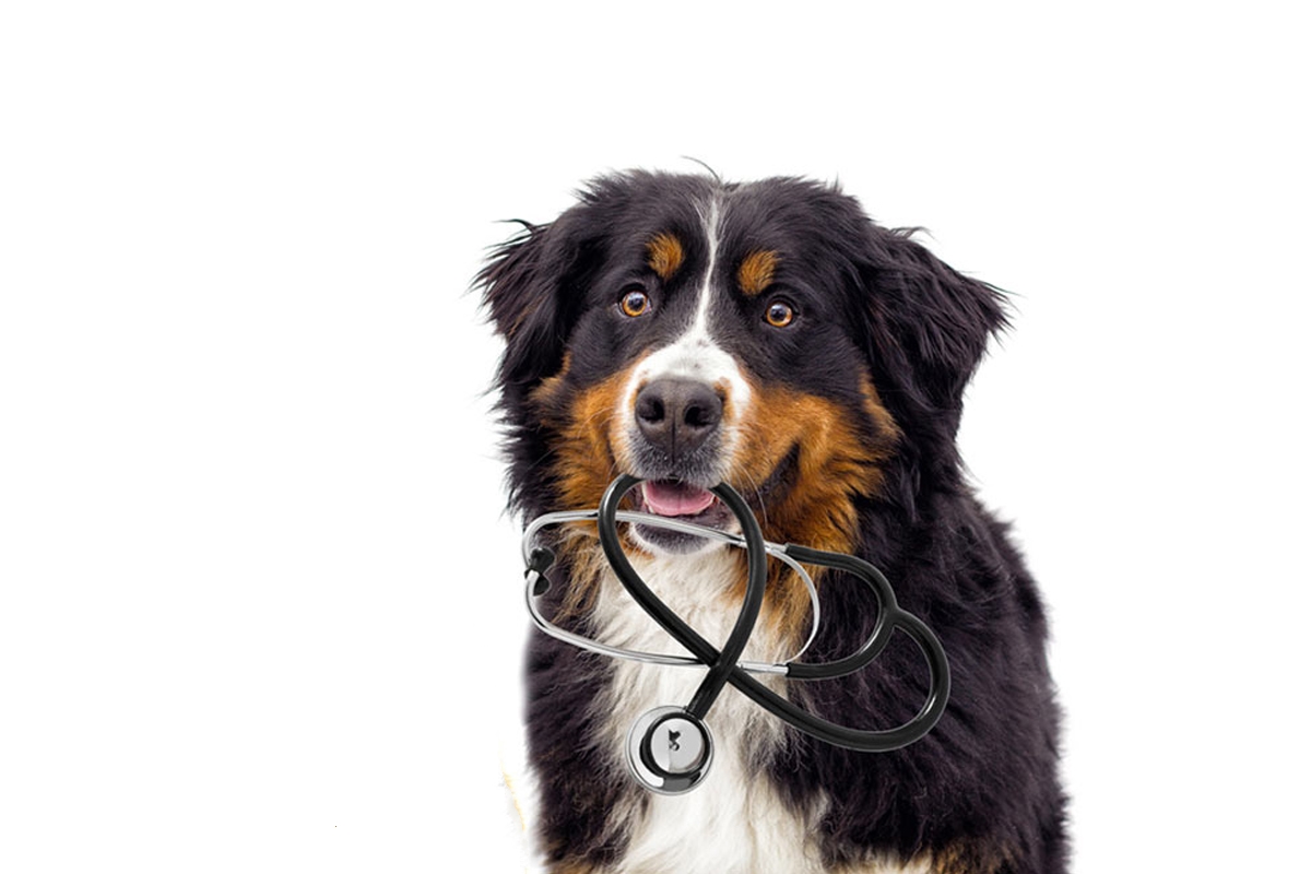 Hund mit Lungengeräusche